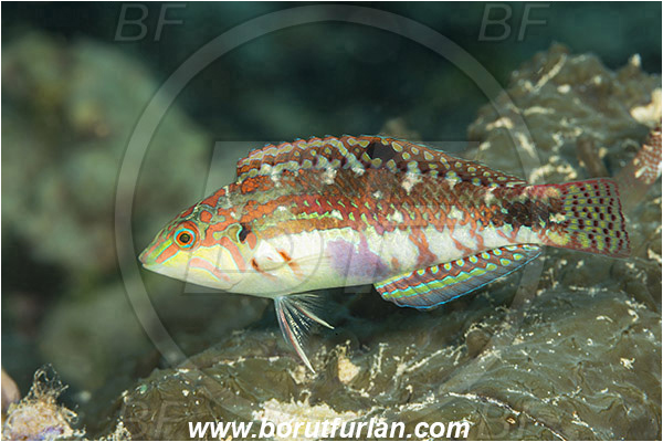 Pura, Alor, Indonesia, Halichoeres nebulosus, Halichoeres, Labridae, Nebulous Wrasse, Wrasse, Fish