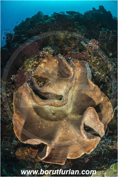 Ternate, Alor, Indonesia, Podospongiidae, Sponge, Porifera, Reef