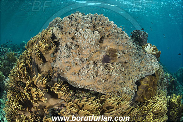 Pantar, Alor, Indonesia, Sinularia sp., Sinularia, Alcyoniidae, Digitate leather coral, Leather coral, Coral, Cnidaria, Cnidarian, Reef