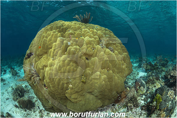 Pura, Alor, Indonesia, Porites sp., Porites, Poritidae, Anthozoa, Cnidaria, Cnidarian, Porites Coral, Coral, Reef