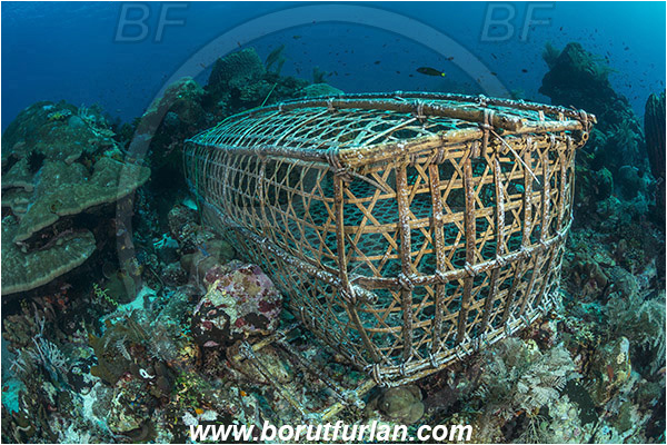 Pura, Alor, Indonesia, Fish trap, Reef