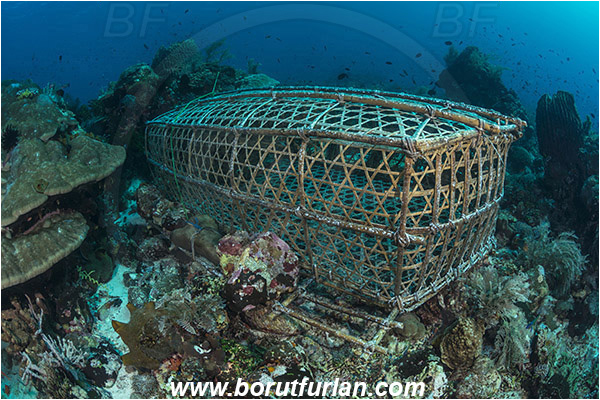 Pura, Alor, Indonesia, Fish trap, Reef