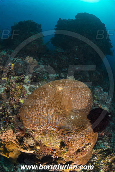 Pura, Alor, Indonesia, Platygyra sp., Platygyra, Meandrinidae, Brain coral, Coral, Hard coral, Cnidaria, Cnidarian, Reef