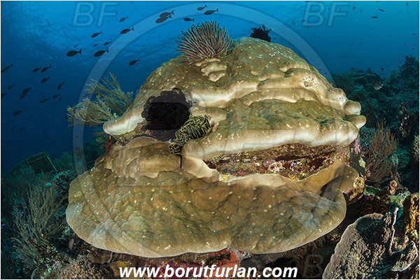 Pura, Alor, Indonesia, Porites lutea, Porites, Poritidae, Anthozoa, Cnidaria, Cnidarian, Porites Coral, Coral, Reef