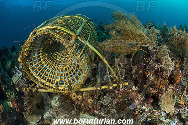 Pura, Alor, Indonesia, Fish trap, Reef