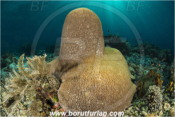 Pura, Alor, Indonesia, Coral, Hard coral, Cnidaria, Cnidarian, Reef, Unidentified