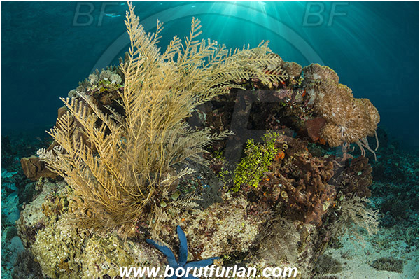 Pura, Alor, Indonesia, Aglaophenia cupressina, Aglaophenia, Aglaopheniidae, Hydrozoa, Cnidaria, Cnidarian, Stinging hydroid, Reef