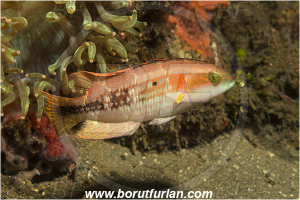 Pura, Alor, Indonesia, Cheilinus bimaculatus, Cheilinus, Two-spot wrasse, Wrasse, Fish, Labridae