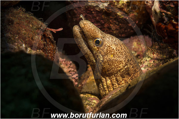 Alor, Indonesia, Gymnothorax zonipectis, Gymnothorax, Muraenidae, Barred-fin Moray Eel, Moray, Fish, Portrait