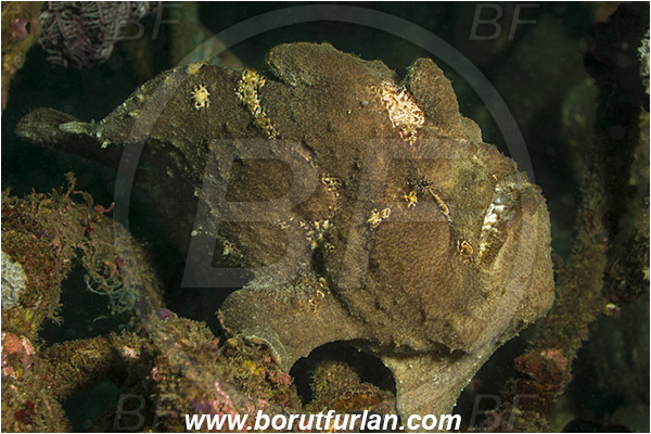 Alor, Indonesia, Antennarius commerson, Antennarius, Antennariidae, Commerson