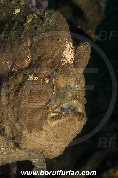 Alor, Indonesia, Antennarius commerson, Antennarius, Antennariidae, Commerson