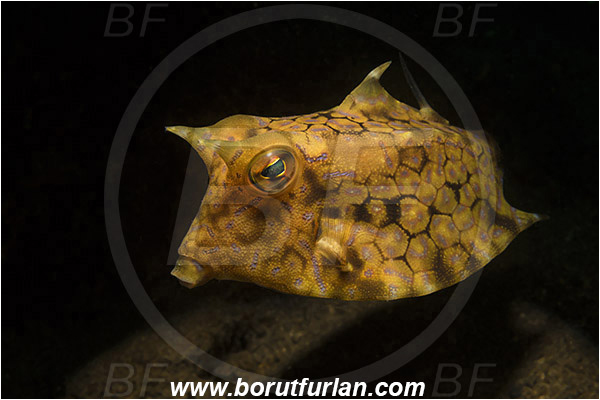 Alor, Indonesia, Lactoria cornuta, Lactoria, Ostraciidae, Longhorn cowfish, Cowfish, Fish