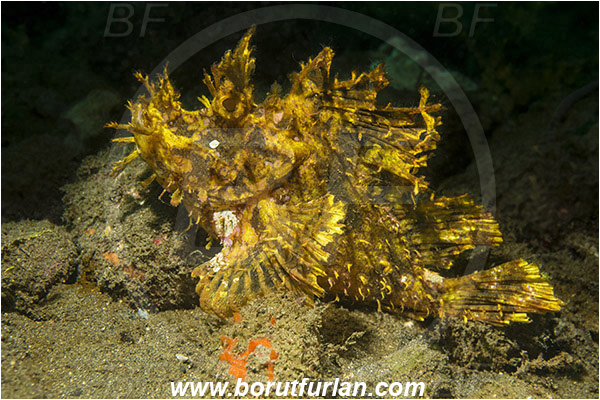 Alor, Indonesia, Rhinopias frondosa, Rhinopias, Scorpaenidae, Weedy Scorpionfish, Scorpionfish, Fish