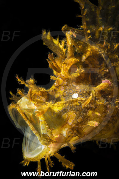 Alor, Indonesia, Rhinopias frondosa, Rhinopias, Scorpaenidae, Weedy Scorpionfish, Scorpionfish, Fish, Portrait