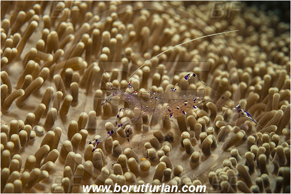Alor, Indonesia, Periclimenes tosaensis, Periclimenes, Palaemonidae, Decapoda, Cleaner Shrimp, Shrimp, Crustacea, Crustacean