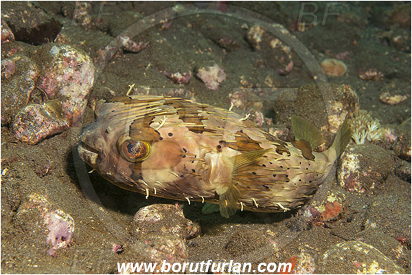 Alor, Indonesia, Diodon liturosus, Diodon, Diodontidae, Black-blotched porcupinefish, Porcupinefish, Fish