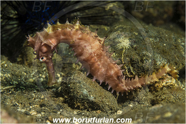 Alor, Indonesia, Hippocampus histrix, Hippocampus, Syngnathidae, Spiny Seahorse, Thorny Seahorse, Seahorse, Fish