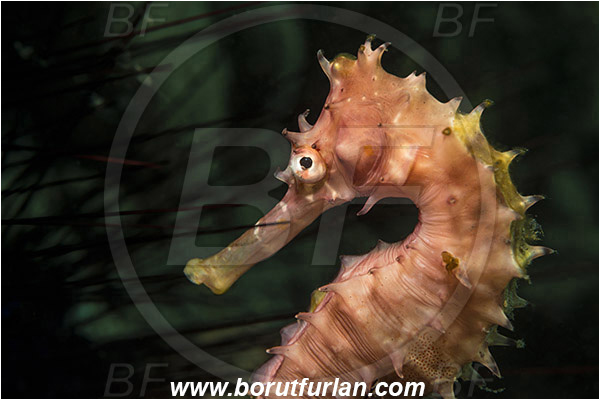 Alor, Indonesia, Hippocampus histrix, Hippocampus, Syngnathidae, Spiny Seahorse, Thorny Seahorse, Seahorse, Fish, Portrait