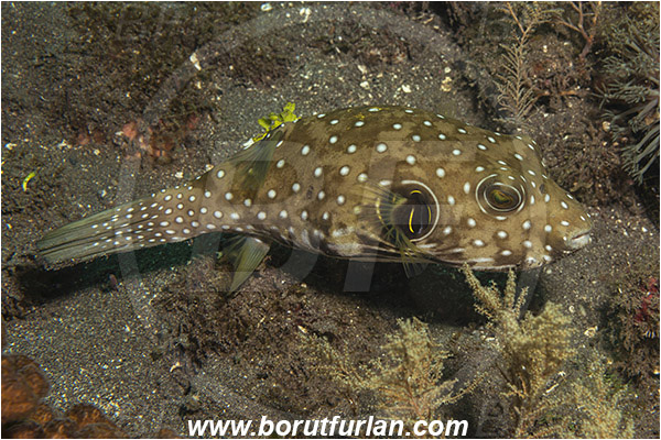 Alor, Indonesia, Arothron hispidus, Arothron, Tetraodontidae, White-Spotted Puffer, Puffer, Fish, Reef