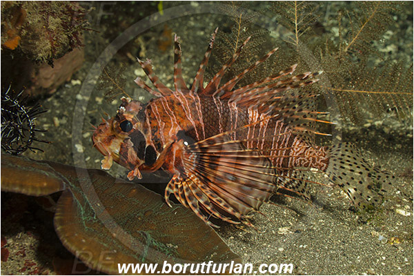 Alor, Indonesia, Dendrochirus brachypterus, Dendrochirus, Scorpaenidae, Dwarf lionfish, Lionfish, Scorpionfish, Fish