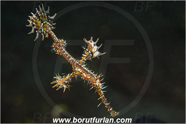 Alor, Indonesia, Solenostomus paradoxus, Solenostomus, Solenostomidae, Harlequin Ghost Pipefish, Ornate Ghost Pipefish, Fish