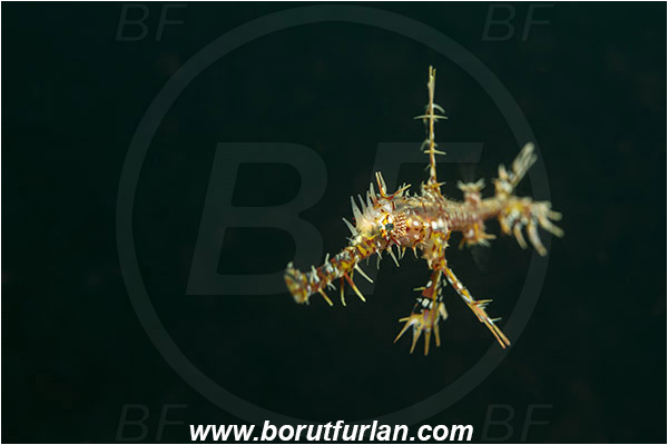 Alor, Indonesia, Solenostomus paradoxus, Solenostomus, Solenostomidae, Harlequin Ghost Pipefish, Ornate Ghost Pipefish, Fish