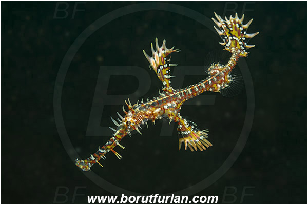 Alor, Indonesia, Solenostomus paradoxus, Solenostomus, Solenostomidae, Harlequin Ghost Pipefish, Ornate Ghost Pipefish, Fish
