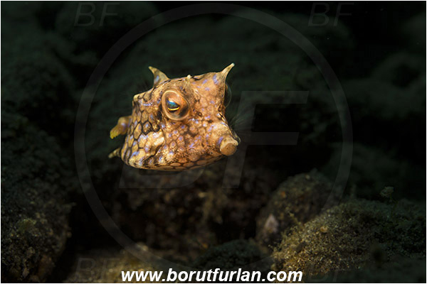 Alor, Indonesia, Lactoria cornuta, Lactoria, Ostraciidae, Longhorn cowfish, Cowfish, Fish