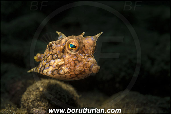 Alor, Indonesia, Lactoria cornuta, Lactoria, Ostraciidae, Longhorn cowfish, Cowfish, Fish
