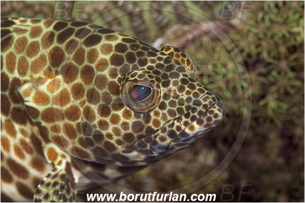 Pantar, Alor, Indonesia, Epinephelus merra, Epinephelus, Serranidae, Honeycomb grouper, Grouper, Fish, Portrait
