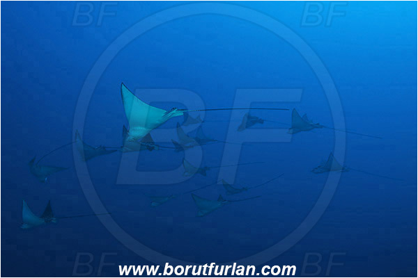 Pantar, Alor, Indonesia, Aetobatus narinari, Aetobatus, Myliobatidae, Elasmobranchii, Spotted eagle ray, Eagle ray, Fish, Fish school