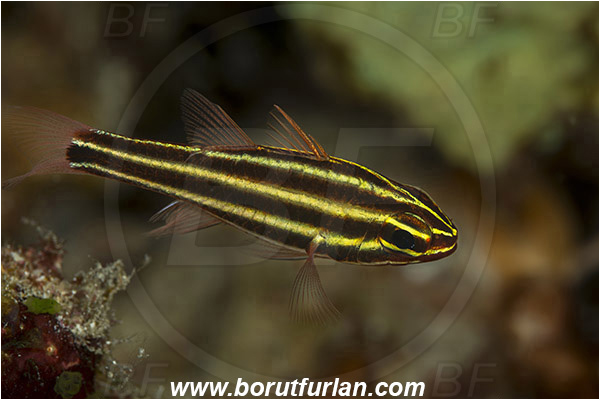 Pantar, Alor, Indonesia, Ostorhinchus nigrofasciatus, Ostorhinchus, Apogonidae, Black-striped cardinalfish, Blackstripe cardinalfish, Cardinalfish, Fish
