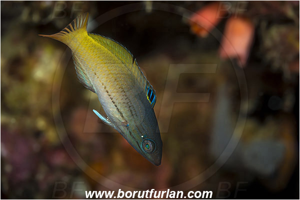 Pantar, Alor, Indonesia, Halichoeres prosopeion, Halichoeres, Labridae, Two Tone Wrasse, Wrasse, Fish