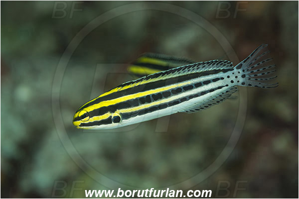 Pantar, Alor, Indonesia, Meiacanthus grammistes, Meiacanthus, Blenniidae, Striped poison-fang blenny, Blenny, Fish