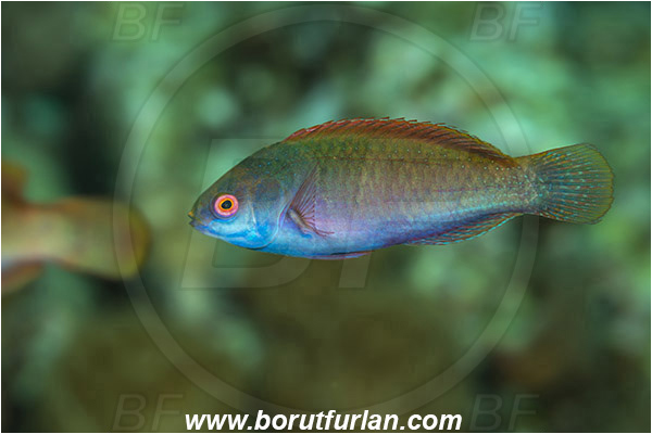 Pantar, Alor, Indonesia, Cirrhilabrus aurantidorsalis, Cirrhilabrus, Labridae, Orangeback Fairy-wrasse, Wrasse, Fish