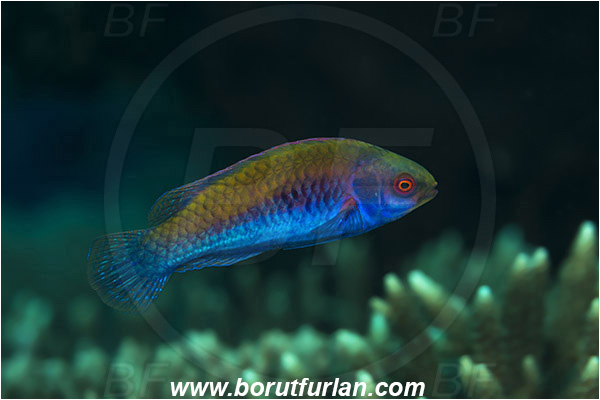 Pantar, Alor, Indonesia, Cirrhilabrus aurantidorsalis, Cirrhilabrus, Labridae, Orangeback Fairy-wrasse, Wrasse, Fish