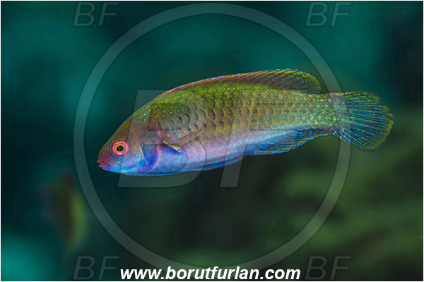 Pantar, Alor, Indonesia, Cirrhilabrus aurantidorsalis, Cirrhilabrus, Labridae, Orangeback Fairy-wrasse, Wrasse, Fish