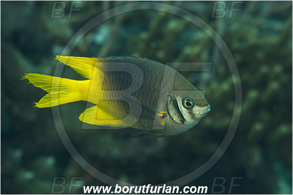 Pantar, Alor, Indonesia, Neoglyphidodon nigroris, Neoglyphidodon, Pomacentridae, Black And Yellow Damsel, Damselfish, Fish