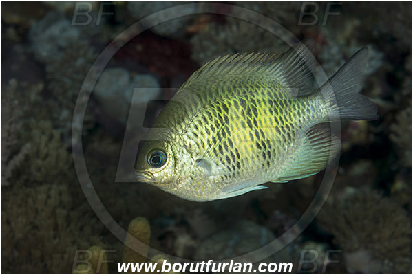 Pantar, Alor, Indonesia, Amblyglyphidodon curacao, Amblyglyphidodon, Staghorn damselfish, Damselfish, Fish, Pomacentridae
