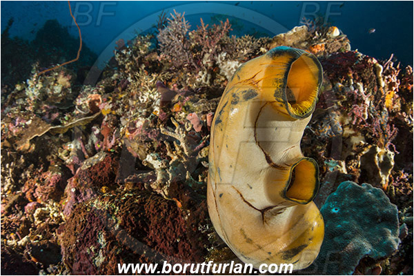 Pantar, Alor, Indonesia, Polycarpa aurata, Polycarpa, Styelidae, Tunicata, Golden Sea Squirt, Tunicate, Reef