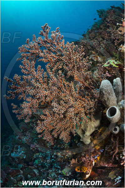 Pantar, Alor, Indonesia, Siphonogorgia sp., Siphonogorgia, Nidaliidae, Sea fan, Coral, Cnidaria, Cnidarian, Reef