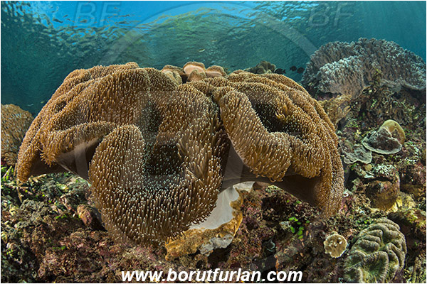 Pantar, Alor, Indonesia, Sarcophyton sp., Sarcophyton, Alcyoniidae, Anthozoa, Cnidaria, Cnidarian, Mushroom Leather Coral, Leather Coral, Coral, Reef