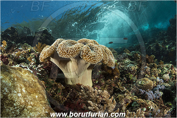 Pantar, Alor, Indonesia, Sarcophyton sp., Sarcophyton, Alcyoniidae, Anthozoa, Cnidaria, Cnidarian, Mushroom Leather Coral, Leather Coral, Coral, Reef