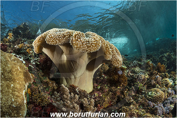 Pantar, Alor, Indonesia, Sarcophyton sp., Sarcophyton, Alcyoniidae, Anthozoa, Cnidaria, Cnidarian, Mushroom Leather Coral, Leather Coral, Coral, Reef