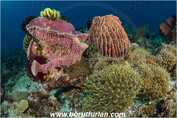 Pura, Alor, Indonesia, Entacmaea quadricolor, Entacmaea, Actiniidae, Bulb-tentacle Sea Anemone, Anemone, Anthozoa, Cnidaria, Cnidarian, Reef, Xestospongia testudinaria, Xestospongia, Petrosiidae, Red Barrel Sponge, Sponge, Porifera, Callyspongia sp., Callyspongia, Callyspongiidae, Porifera, Vase Sponge