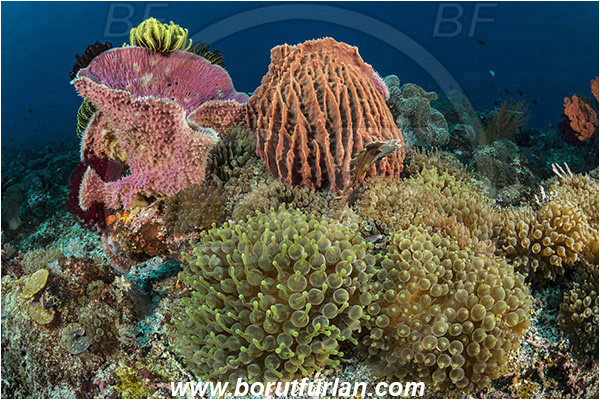 Pura, Alor, Indonesia, Entacmaea quadricolor, Entacmaea, Actiniidae, Bulb-tentacle Sea Anemone, Anemone, Anthozoa, Cnidaria, Cnidarian, Reef, Xestospongia testudinaria, Xestospongia, Petrosiidae, Red Barrel Sponge, Sponge, Porifera, Callyspongia sp., Callyspongia, Callyspongiidae, Porifera, Vase Sponge