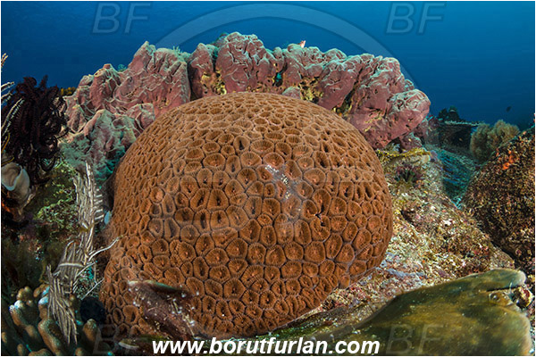 Pura, Alor, Indonesia, Favia sp., Favia, Faviidae, Coral, Anthozoa, Cnidaria, Cnidarian, Reef