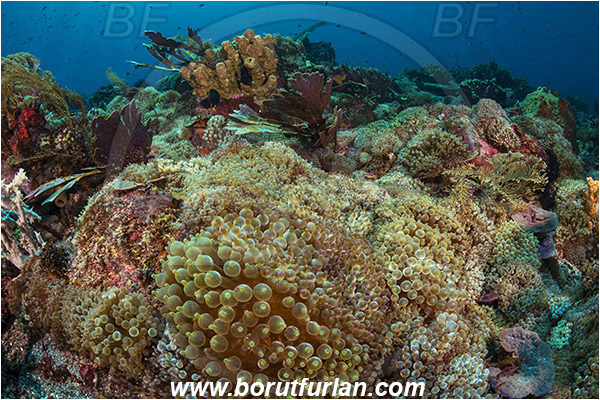 Pura, Alor, Indonesia, Entacmaea quadricolor, Entacmaea, Actiniidae, Bulb-tentacle Sea Anemone, Anemone, Anthozoa, Cnidaria, Cnidarian, Reef