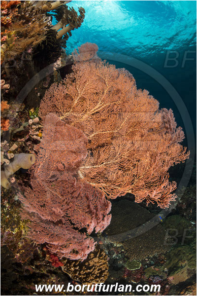 Pura, Alor, Indonesia, Melithaea sp., Melithaea, Sea fan, Coral, Cnidaria, Cnidarian, Reef, Melithaeidae