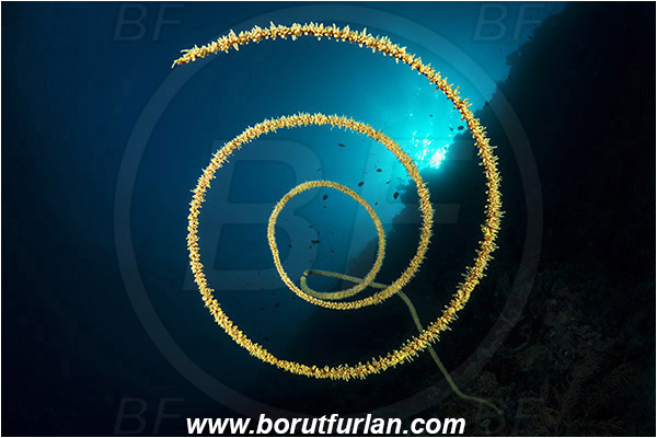 Pantar, Alor, Indonesia, Cirripathes spiralis, Cirripathes, Antipathidae, Spiral wire coral, Wire coral, Cnidarian, Cnidaria, Reef